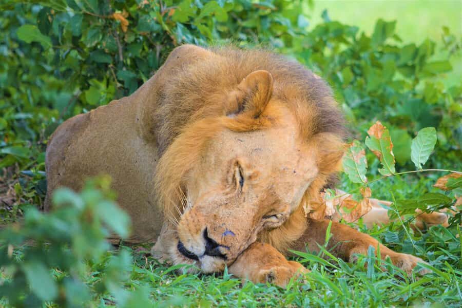 From Zanzibar: Day Selous Game Reserve Safari with Flights - From Zanzibar Airport to the Nyerere airstrip: how the day really starts