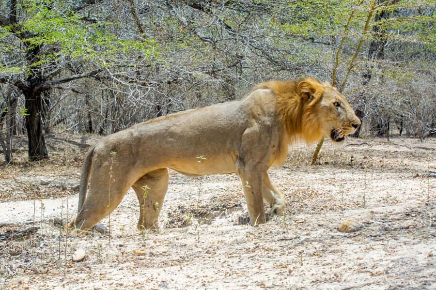 From Zanzibar: Day Selous Game Reserve Safari with Flights - Timing the flights: return to Zanzibar without losing the day