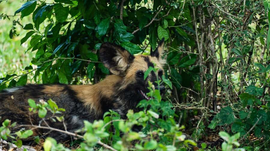 From Zanzibar: Day Selous Game Reserve Safari with Flights - Should you book this Zanzibar to Selous/Nyerere day safari?