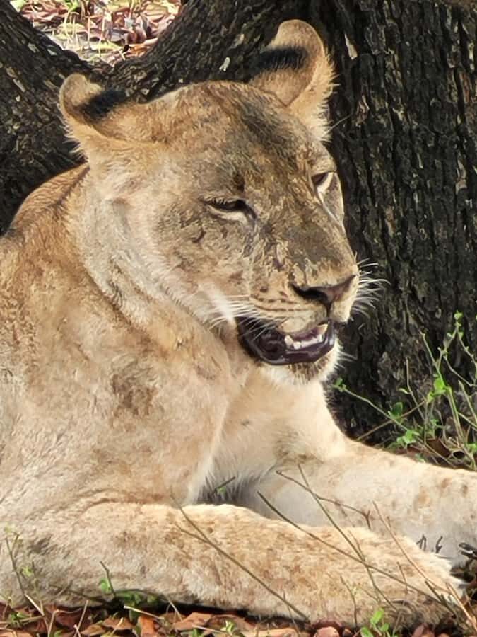 From Zanzibar: Day Selous Game Reserve Safari with Flights - FAQ