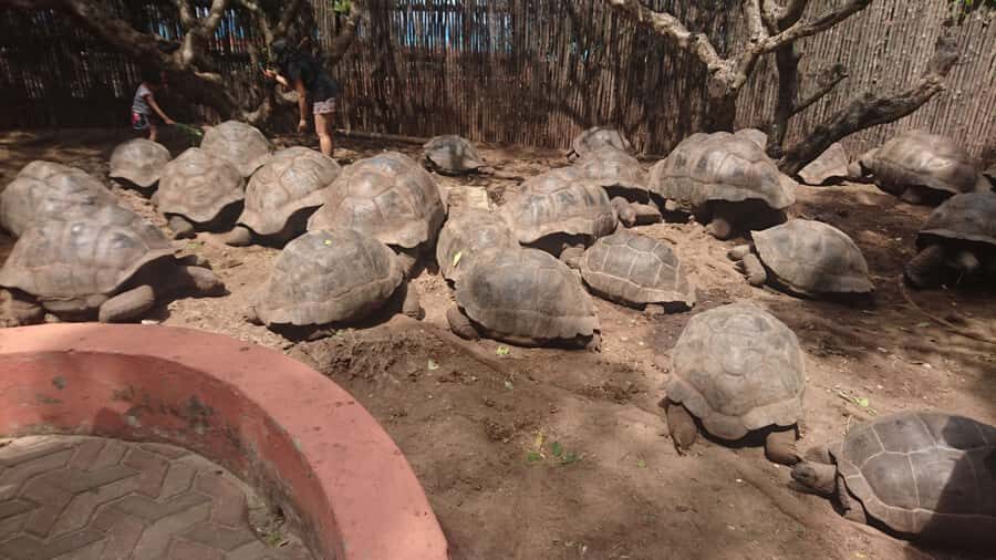 From Zanzibar: Half-Day Prison Island Tour - On the island: tortoise feeding, close-up photos, and peacock moments