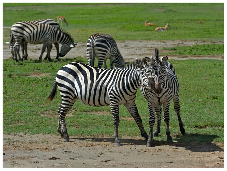 From Zanzibar: Mikumi National Park Guided Safari - Key things you’ll notice on this Mikumi day safari