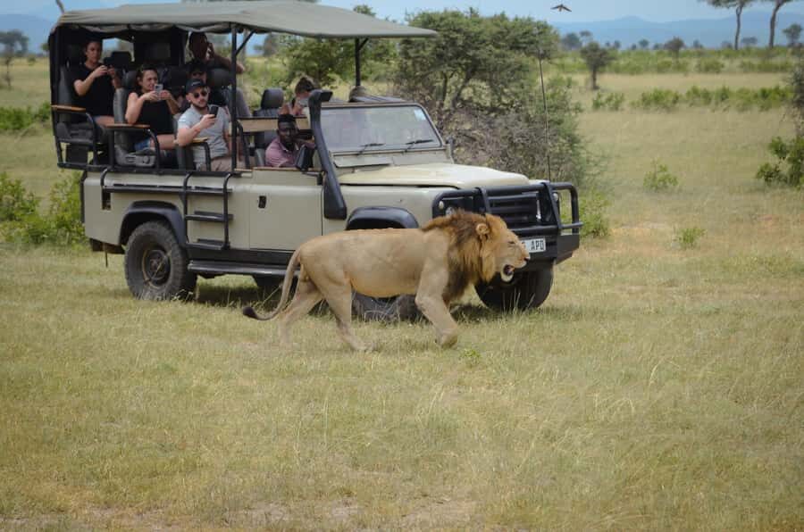 From Zanzibar: Mikumi National Park Guided Safari - Price value: is $550 for a one-day Mikumi safari worth it?