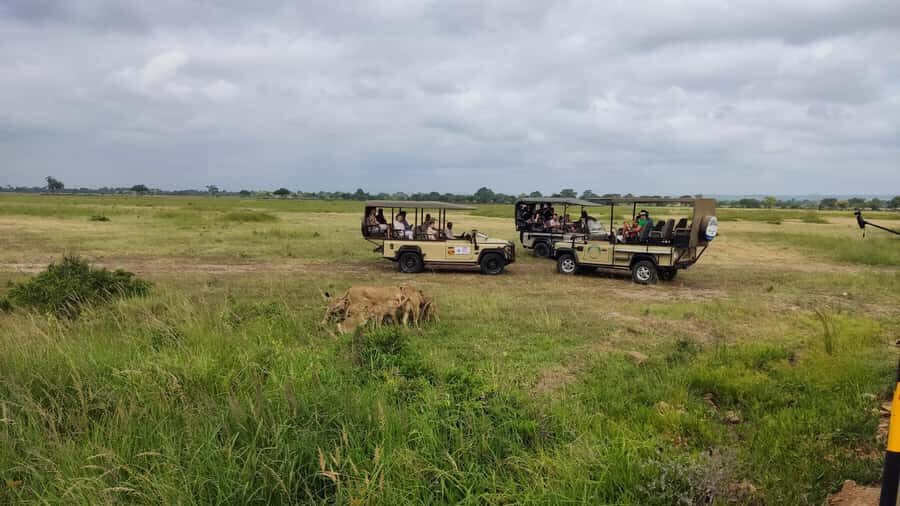 From Zanzibar: Mikumi National Park Guided Safari - Who this Mikumi day safari is best for