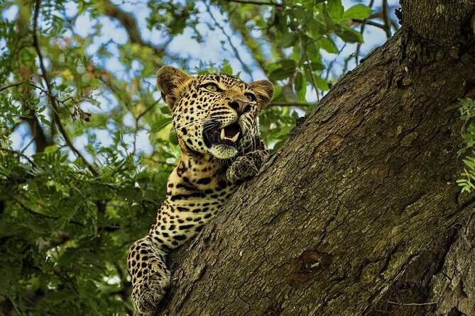 From Zanzibar: Mikumi Safari Day Trip with Flights and Meal - Key things to know before you go