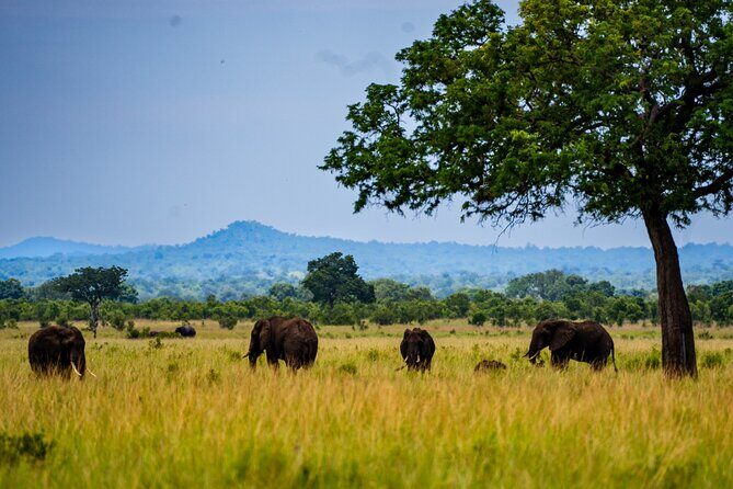 From Zanzibar: Mikumi Safari Day Trip with Flights and Meal - The Bush Lunch at 13:00: Simple, but plan for it