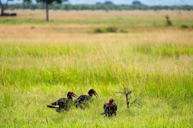 From Zanzibar: Mikumi Safari Day Trip with Flights and Meal - Clothing and comfort: What makes the safari feel good