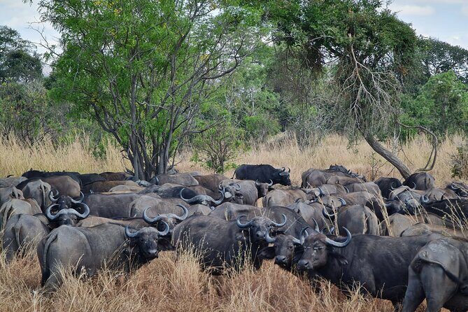 From Zanzibar: Mikumi Safari Day Trip with Flights and Meal - Your guide matters: Why the right person changes the day