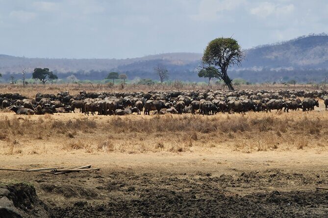 From Zanzibar: Mikumi Safari Day Trip with Flights and Meal - Price and value: Is $451 per person fair?