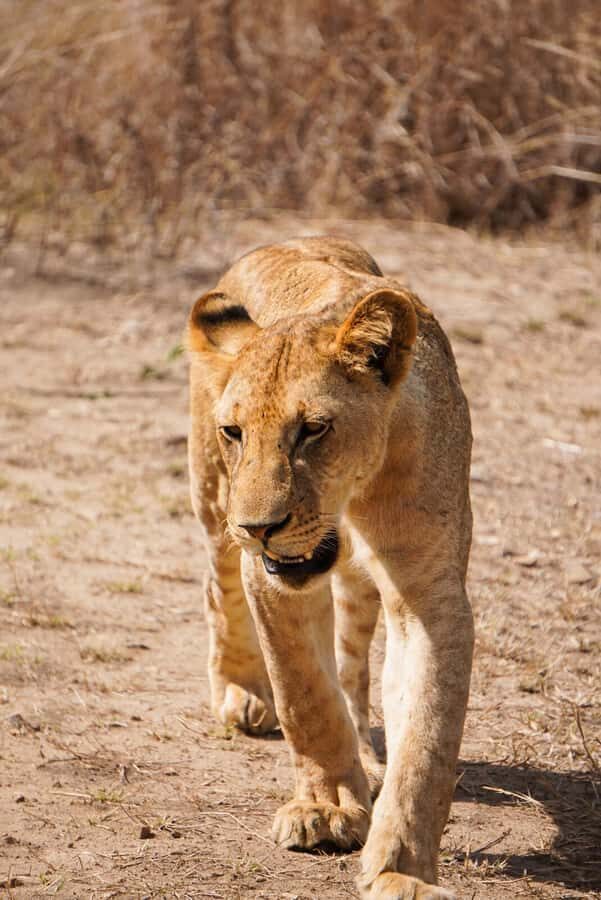 From Zanzibar: Mikumi Safari Day Trip with Flights and Meal - When this trip fits best (and when it doesn’t)