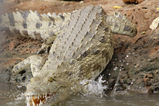 From Zanzibar: Mikumi Safari Day Trip with Flights and Meal - Mikumi National Park Game Drive: What you’re really paying for