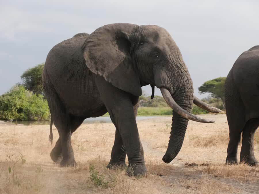 From Zanzibar: Nyerere National Park Game Drive with Lunch - Key points to know before you go