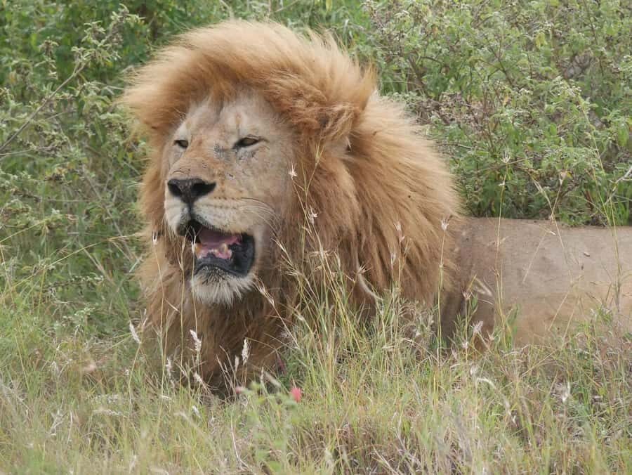 From Zanzibar: Nyerere National Park Game Drive with Lunch - A one-day flight safari to Nyerere National Park