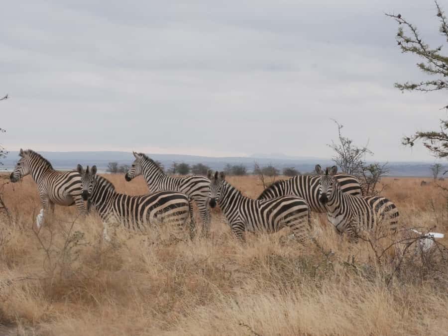 From Zanzibar: Nyerere National Park Game Drive with Lunch - The game drive zone: elephants, lions, hippos, rhinos, and more