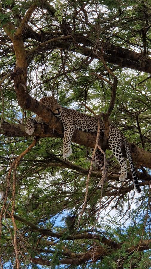 From Zanzibar: Nyerere National Park Game Drive with Lunch - Price and value: is $550 per person worth it?
