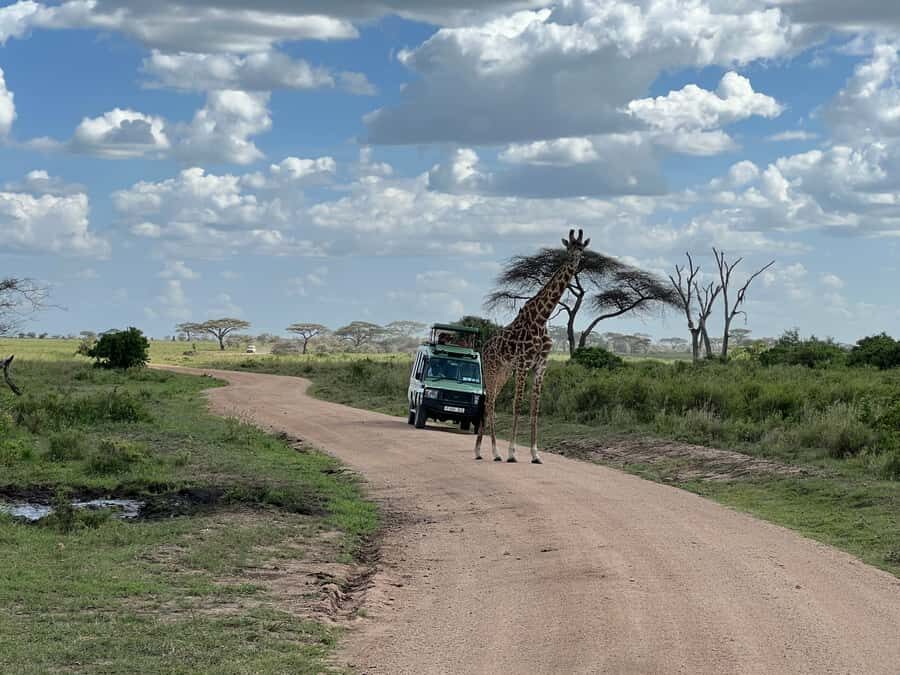 From Zanzibar: Nyerere National Park Game Drive with Lunch - Logistics and reliability: how to avoid common hassles