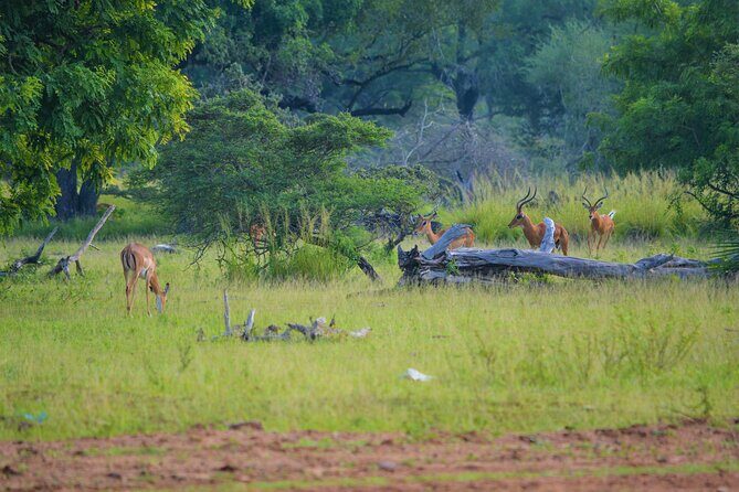 From Zanzibar: Selous Game Reserve Day Safari with Flights - Bush lunch inside the park: a break that actually refreshes