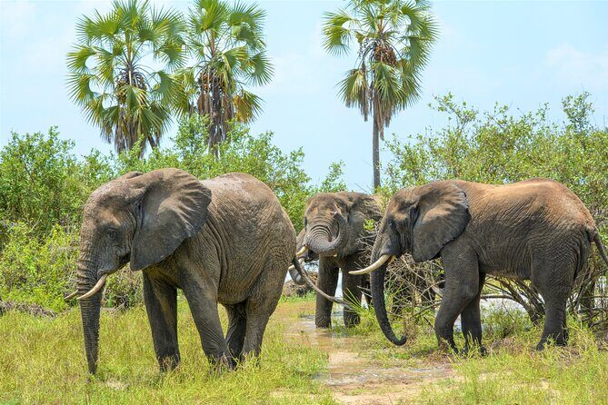 From Zanzibar: Selous Game Reserve Day Safari with Flights - Guides, shared jeeps, and photo chances: how to maximize limited time