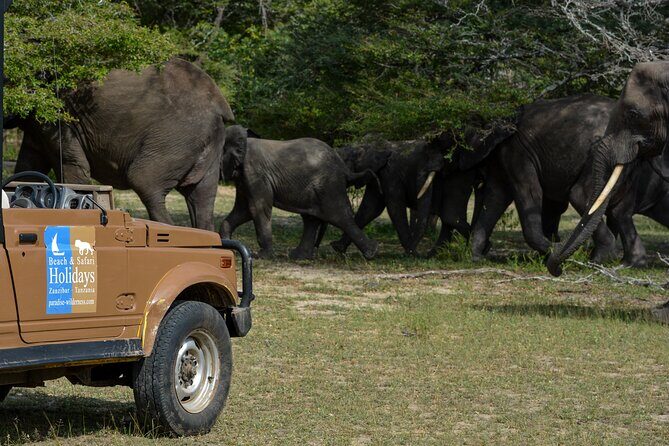 From Zanzibar: Selous Game Reserve Day Safari with Flights - Price and value for a $464.39, flight-in, flight-out day