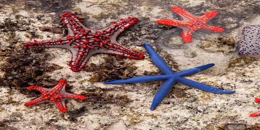 From Zanzibar: Starfish, Blue Lagoon, & The Rock Restaurant - Starfish Beach and Blue Lagoon: A simple Zanzibar combo that fits real schedules