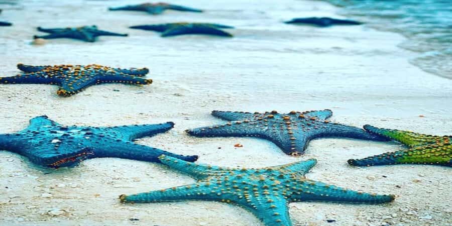From Zanzibar: Starfish, Blue Lagoon, & The Rock Restaurant - Boat logistics: shade, guided rhythm, and why small timing differences matter