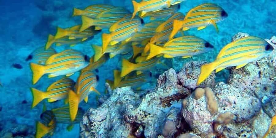 From Zanzibar: Starfish, Blue Lagoon, & The Rock Restaurant - Price and value: how to judge the $110 cost fairly