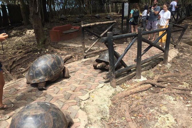 Full-day Prison Island, Nakupenda and Stone Town Tour with Lunch Buffet - Price and value: what’s included versus what you must pay on top