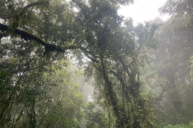 Full Day Private Hiking Tour to Kilimanjaro Mountain - Timing reality: why your pickup to return can feel long