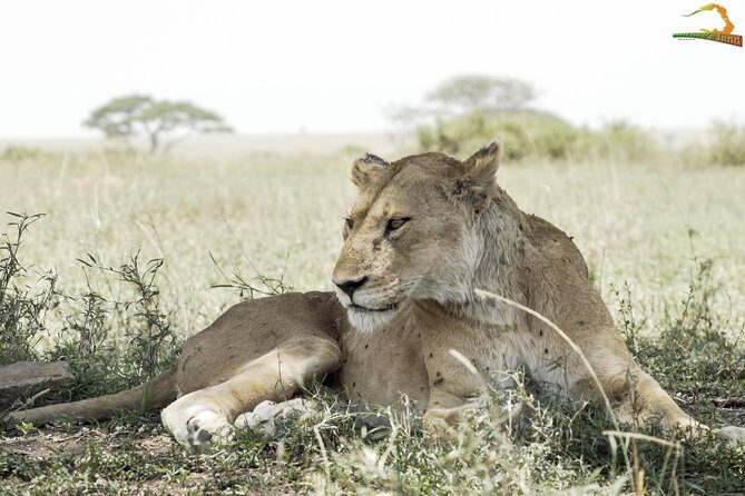 Full-Day Private Serengeti Safari from Mwanza - Wildlife expectations: what you’re aiming for and what’s realistic