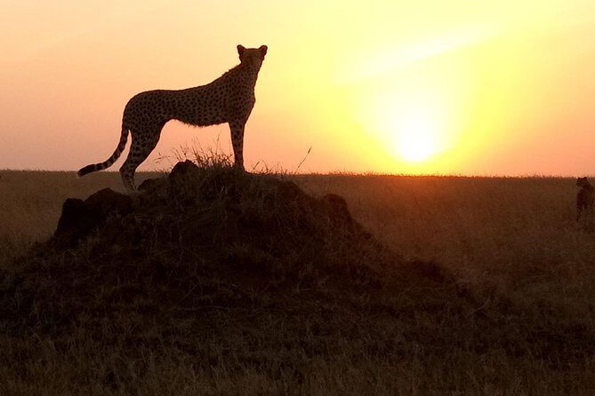 godsonadventures-plains2peaks Ltd - Day 1 in Tarangire: Elephants, Baobabs, and a 6-Hour Game Drive