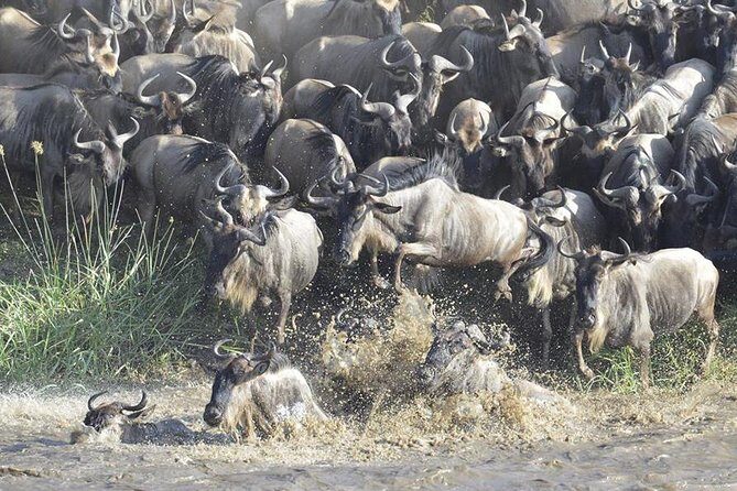 Great Migration Safari In Tanzania - Tarangire National Park: elephants and baobabs with picnic lunch