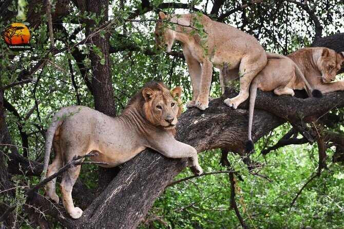 Group Safari 7 Days in Tanzania's Main Parks - Where this itinerary shines: northern parks in one tight loop