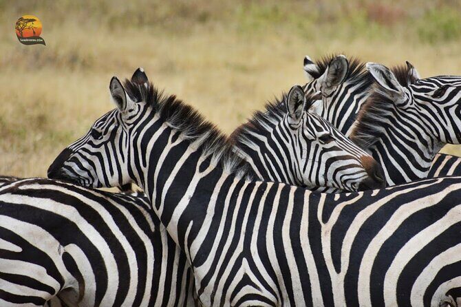 Group Safari 7 Days in Tanzania's Main Parks - Food and stays: full board keeps your head clear