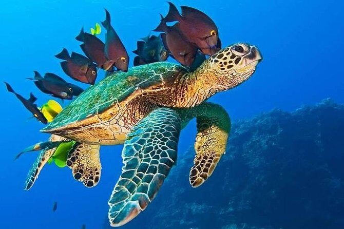 Half-Day Dolphin & Snorkeling Tour in Mnemba Island Zanzibar - How the Coral Garden stop changes the day