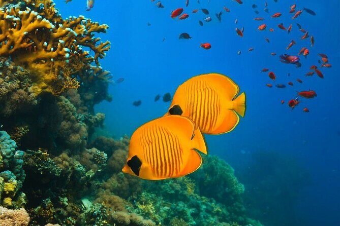 Half-Day Dolphin & Snorkeling Tour in Mnemba Island Zanzibar - Starfish in their natural habitat: fun, but do it right
