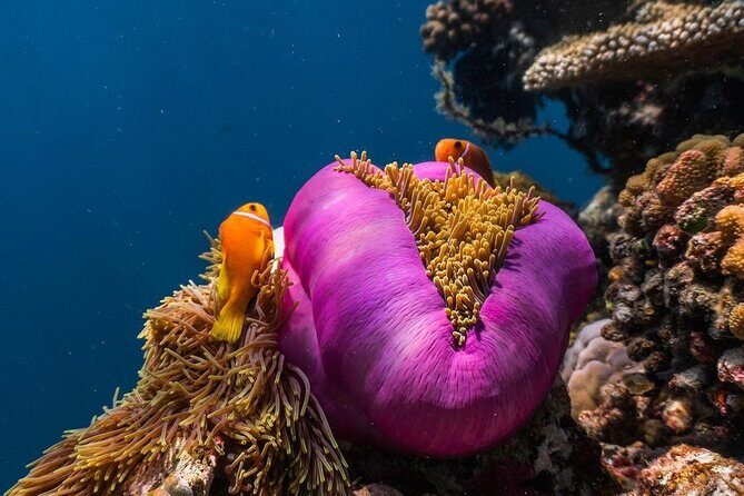 Half-Day Dolphin & Snorkeling Tour in Mnemba Island Zanzibar - Dolphins, sea turtles, and the reality of sightings