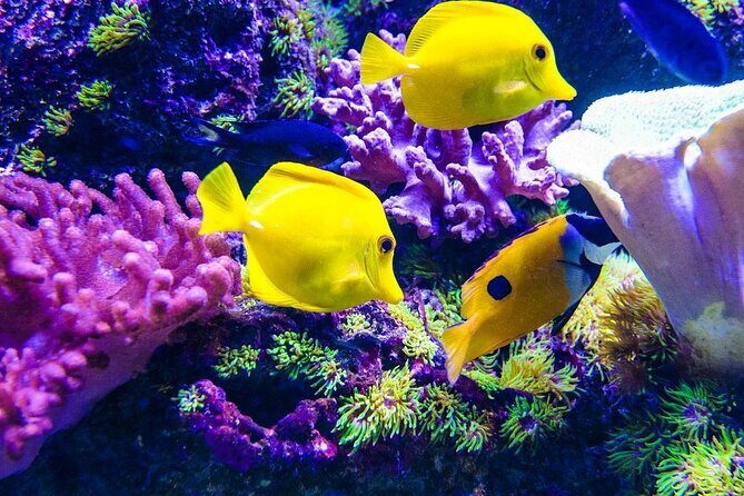 Half-Day Dolphin & Snorkeling Tour in Mnemba Island Zanzibar - Duration, group size, and what you should pack mentally