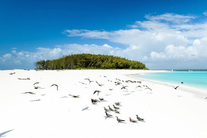 Half-Day Dolphin & Snorkeling Tour in Mnemba Island Zanzibar - Stop 1: Off Mnemba Island, where visibility and fish time matter