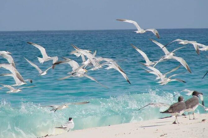Half Day Zanzibar Mnemba Atoll Marine Reserve Snorkeling Tour - Snorkeling Time at Mnemba: How the Guide Helps You See More