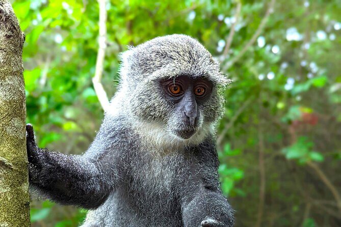 Hidden Arusha Waterfall, Coffee & Village Tour (All-Inclusive) - Stop 1: Arusha Tours Village Life on Mount Meru
