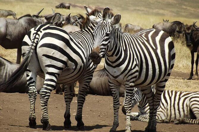 Joining Safari from Mwanza - Why a 3-Day Serengeti Safari from Mwanza Actually Works