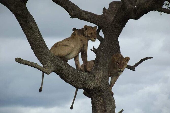 Joining Safari from Mwanza - Day 1 in Western Serengeti: Water-Edge Wildlife and Big Herbivores
