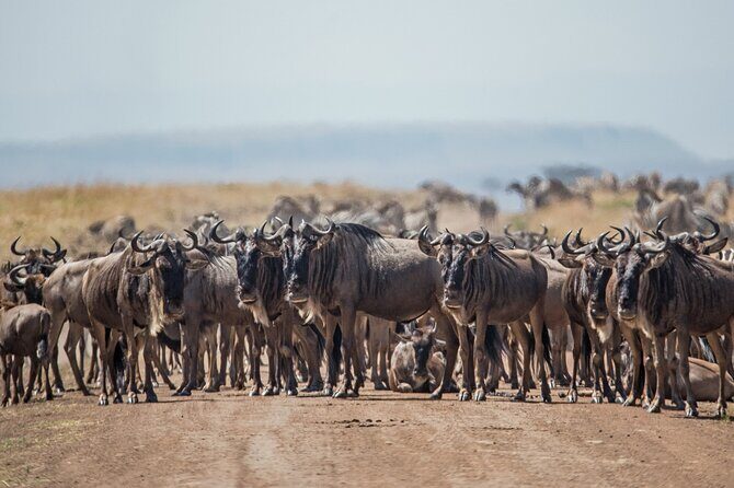 Joining Safari from Mwanza - Day 2 in Central Serengeti: Seronera River Cats and Possible Big-Five Moments