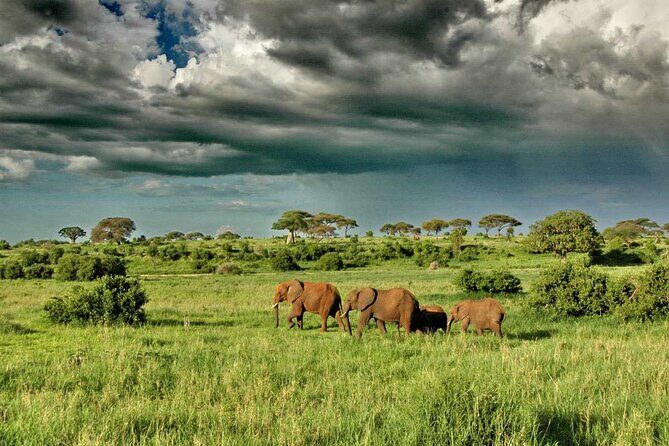 Joining Safari from Mwanza - Wildlife Viewing Style: Why This Itinerary Mentions Small Five and Cats