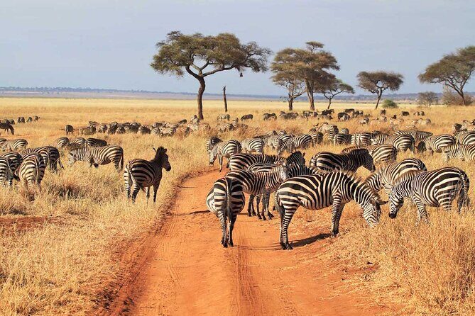 Joining Safari from Mwanza - Your Guide and the Difference Between Driving and Tracking