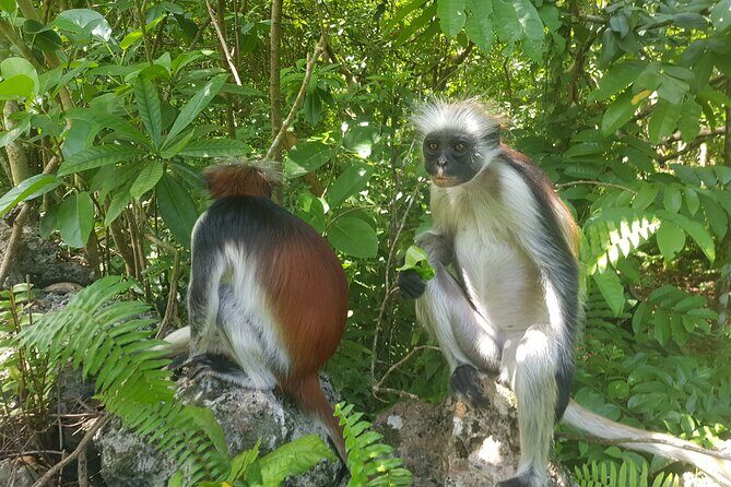 Jozani Forest, Kuza Cave, Paje Beach and The Rock Restaurant - Key highlights and what makes them worthwhile