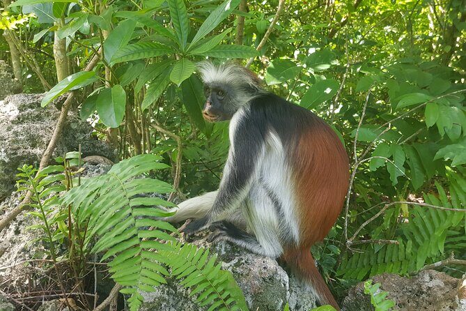 Jozani Forest, Kuza Cave, Paje Beach and The Rock Restaurant - Who this tour suits best