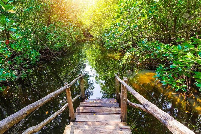 Jozani Forest Reserve Half-Day Guided Tour from Zanzibar - Zanzibar’s only national park: what Jozani feels like