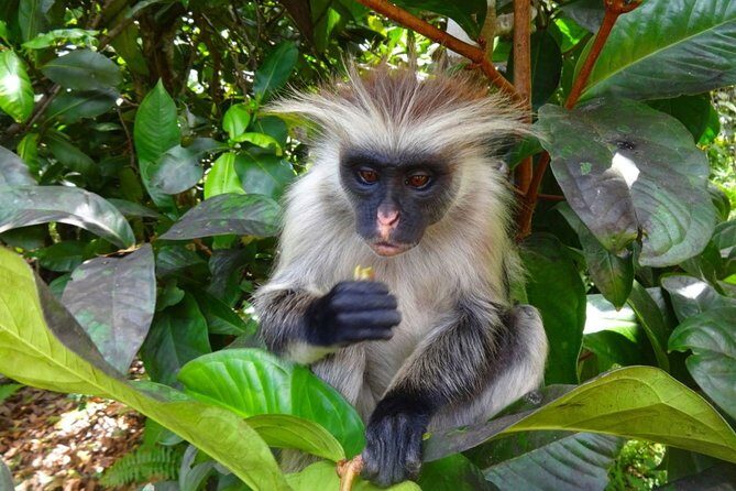 Jozani Forest Reserve Half-Day Guided Tour from Zanzibar - Mangrove boardwalk: the tide factor you shouldn’t ignore