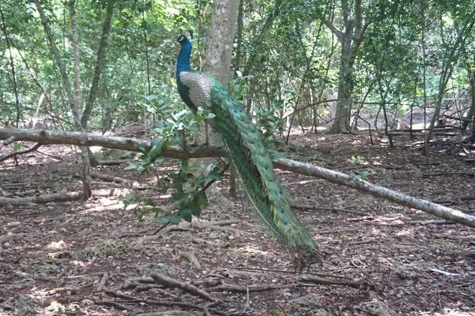 Jozani Forest Reserve Half-Day Guided Tour from Zanzibar - Eucalyptus and mahogany habitat talk (and why it matters)
